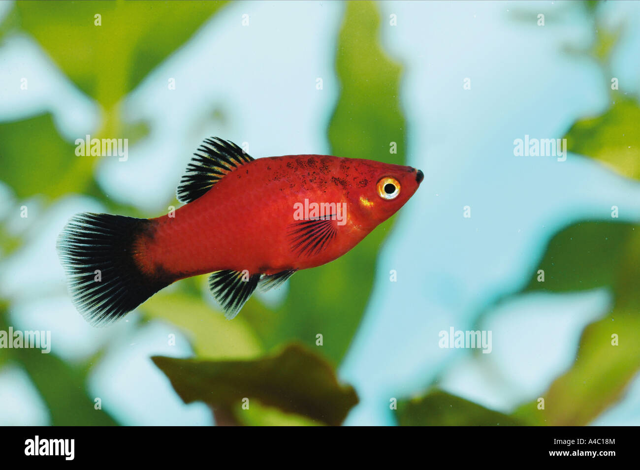 Southern platyfish / Xiphophorus maculatus Foto Stock