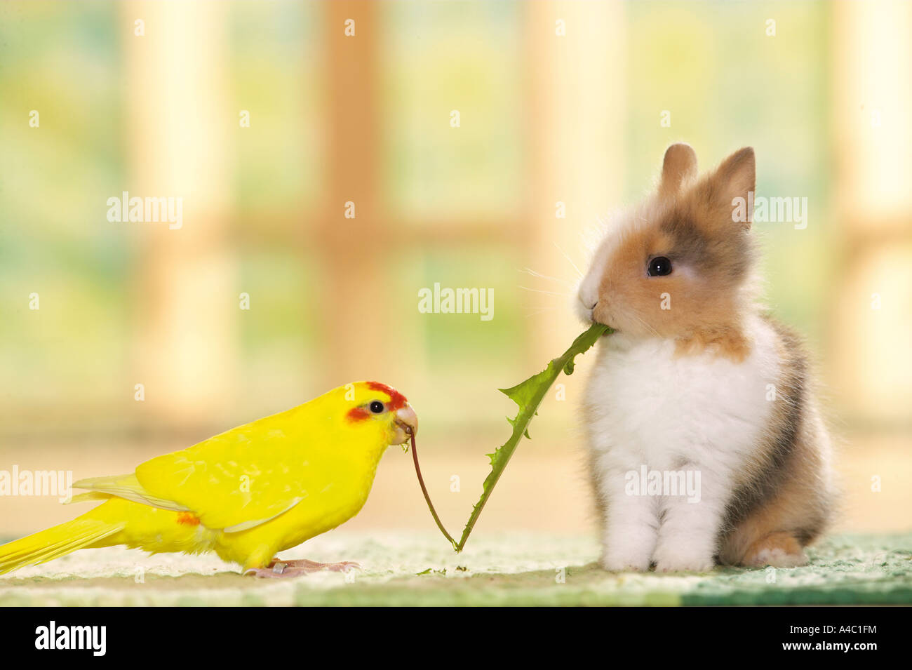 Parakeet (Cyanoranamphus novaezelandiae) e coniglio nano che mangiano foglie di dente di leone Foto Stock