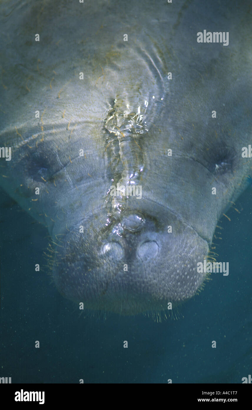 Close up dettaglio del lamantino, Crystal River National Wildlife Refuge, Florida, Stati Uniti d'America Foto Stock