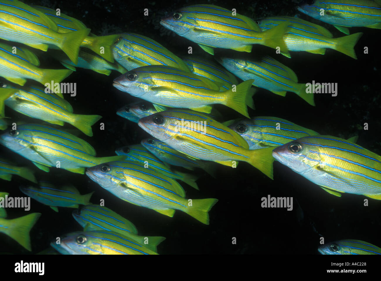 Lutiano BLUELINED LUTJANUS KASMIRA Foto Stock