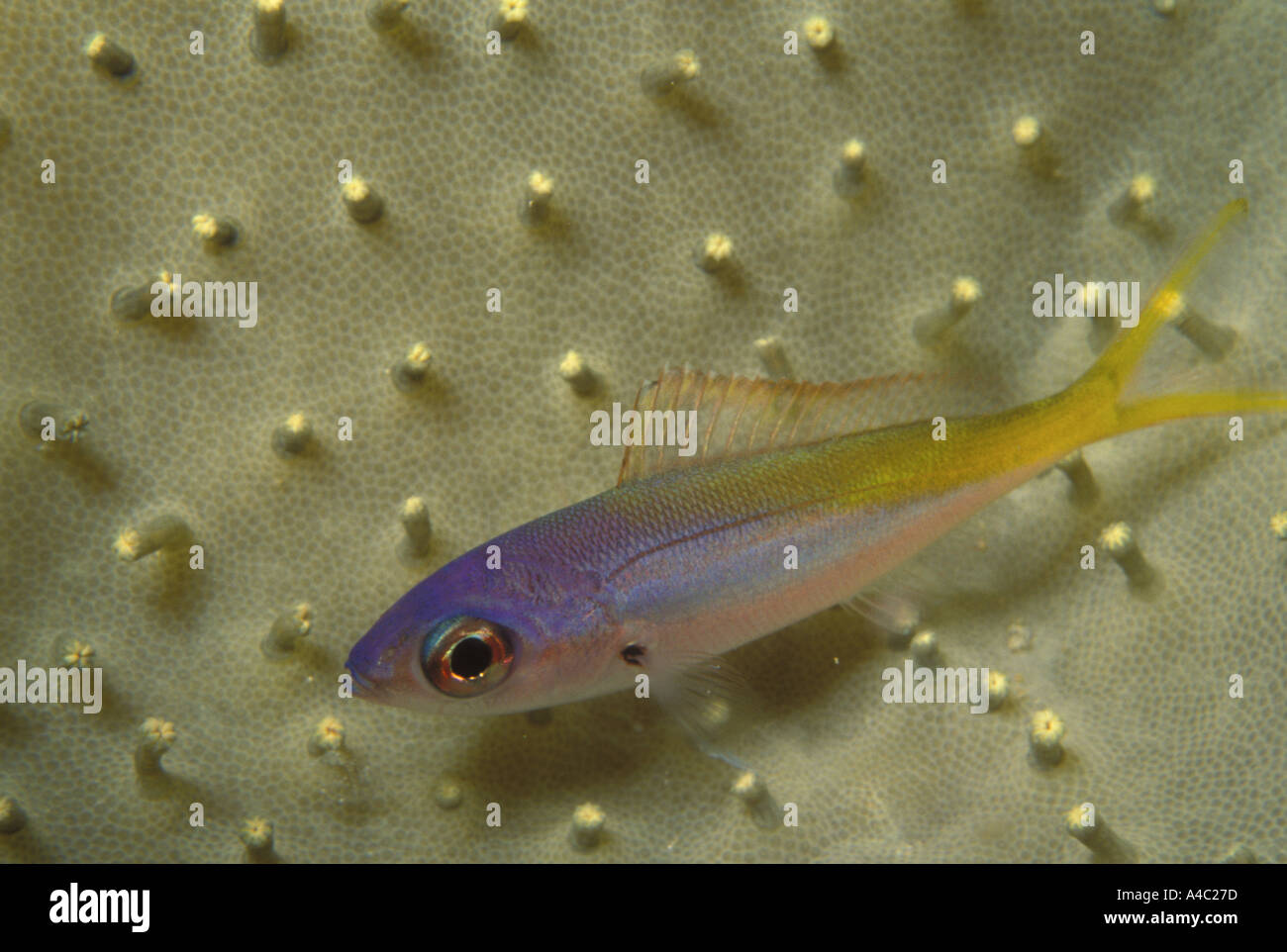 FUSILIER YELLOWBACK CAESIO TERRES Foto Stock