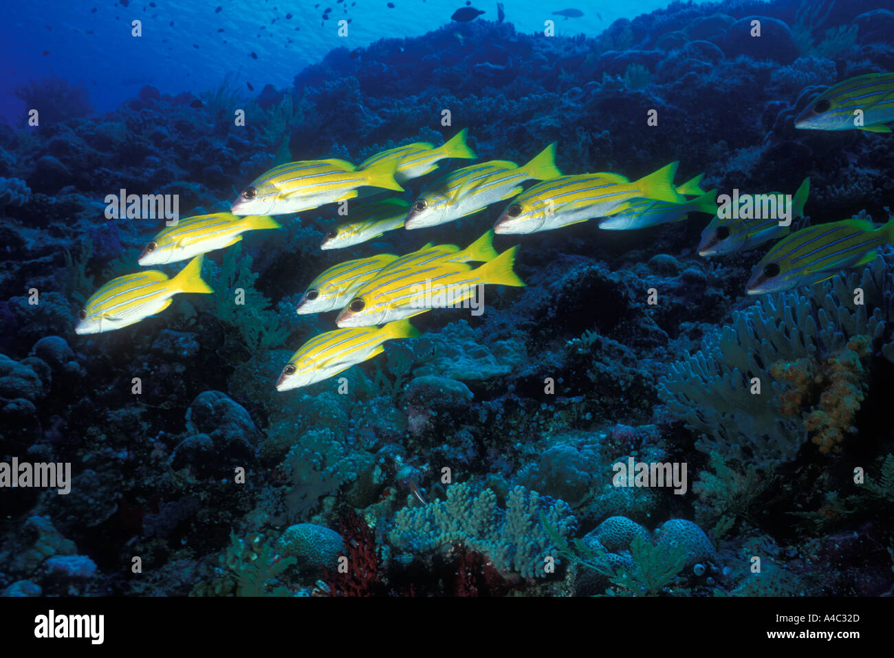 Lutiano BLUELINED LUTJANUS KASMIRA Foto Stock