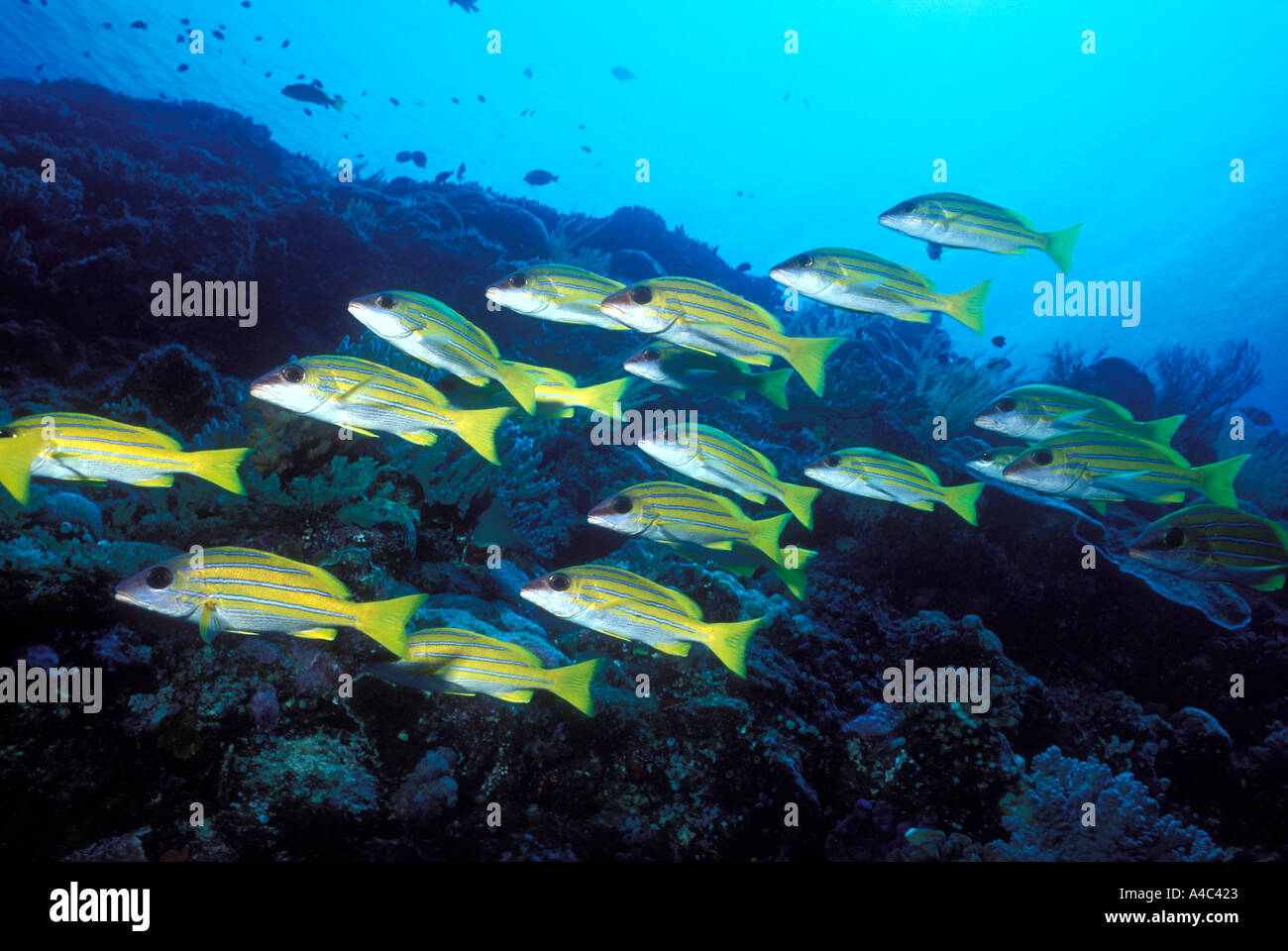A strisce blu SNAPPER LUTJANUS KASMIRA PALAU Foto Stock