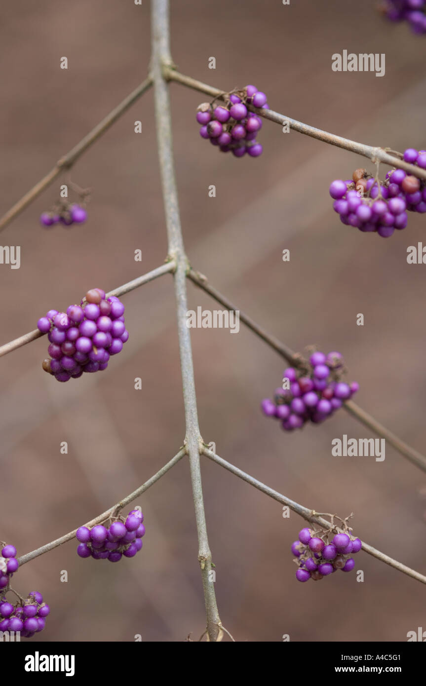 Beautyberry callicarpa bodinieri varietà giraldii profusione vervain famiglia verbenaceae Foto Stock