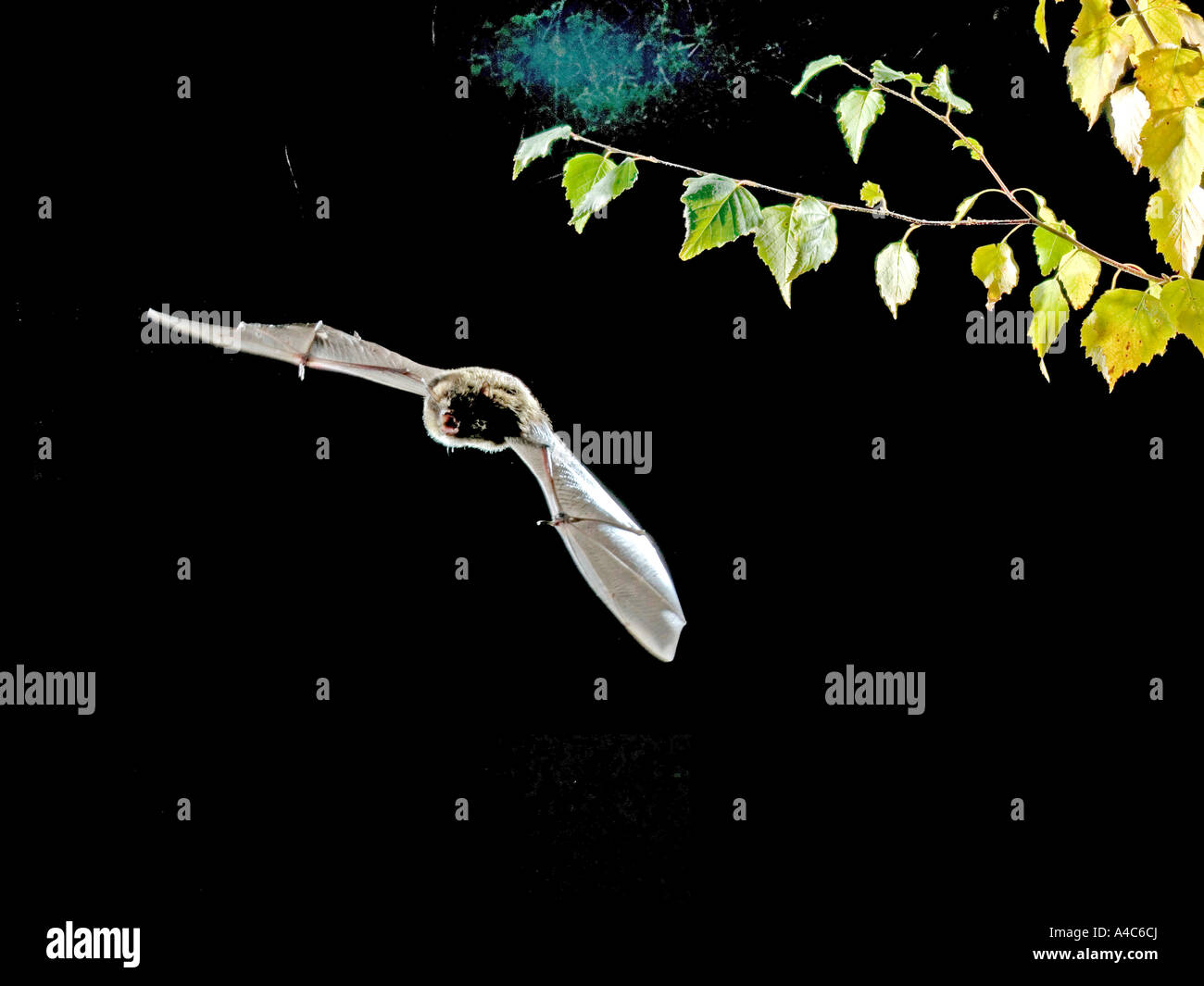 Whiskered bat (Myotis mystacinus) in volo di notte. Regno Unito Ottobre Foto Stock