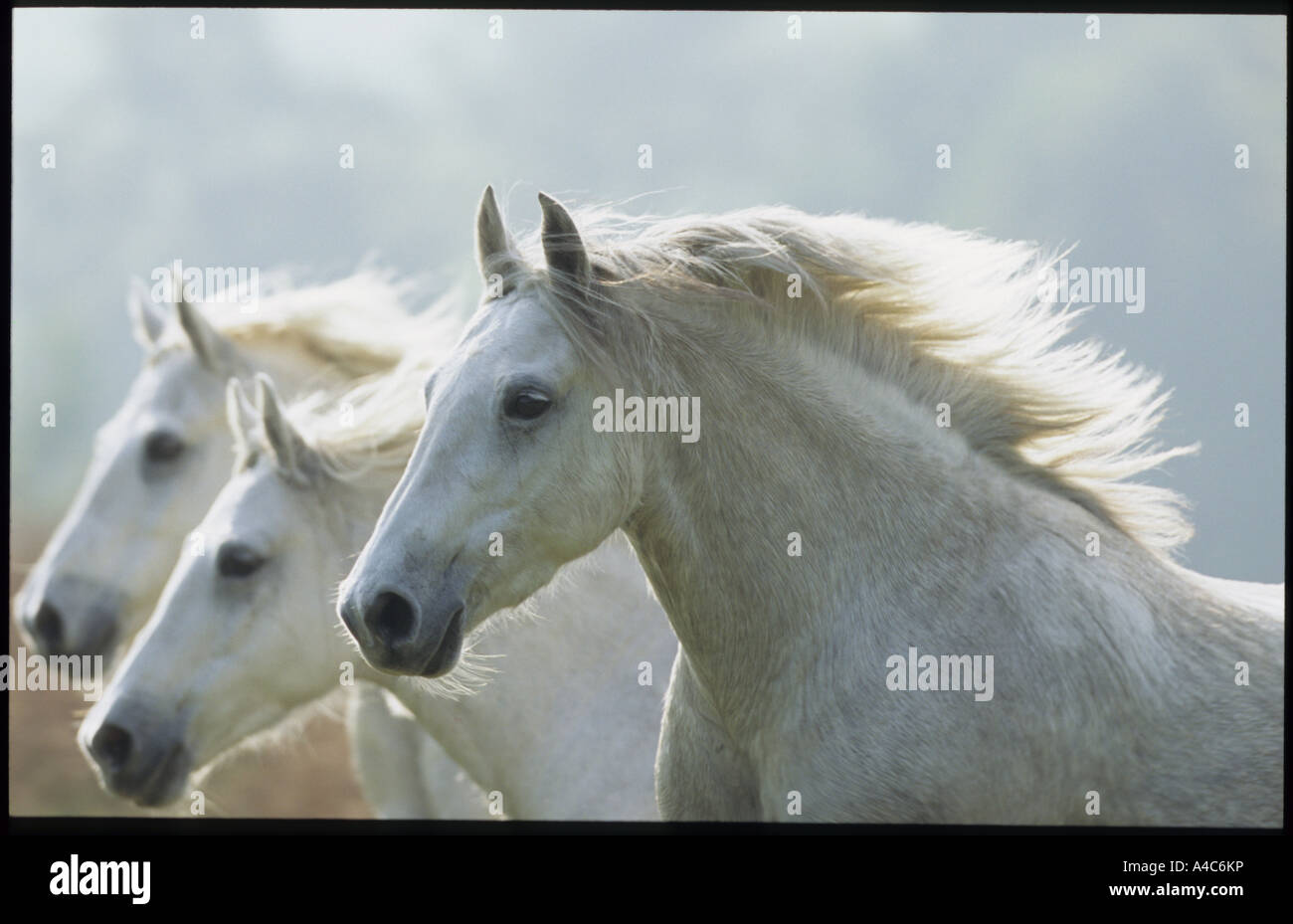 Pony Connemara (Equus caballus).Allevamento in galoppo la Germania può Foto Stock