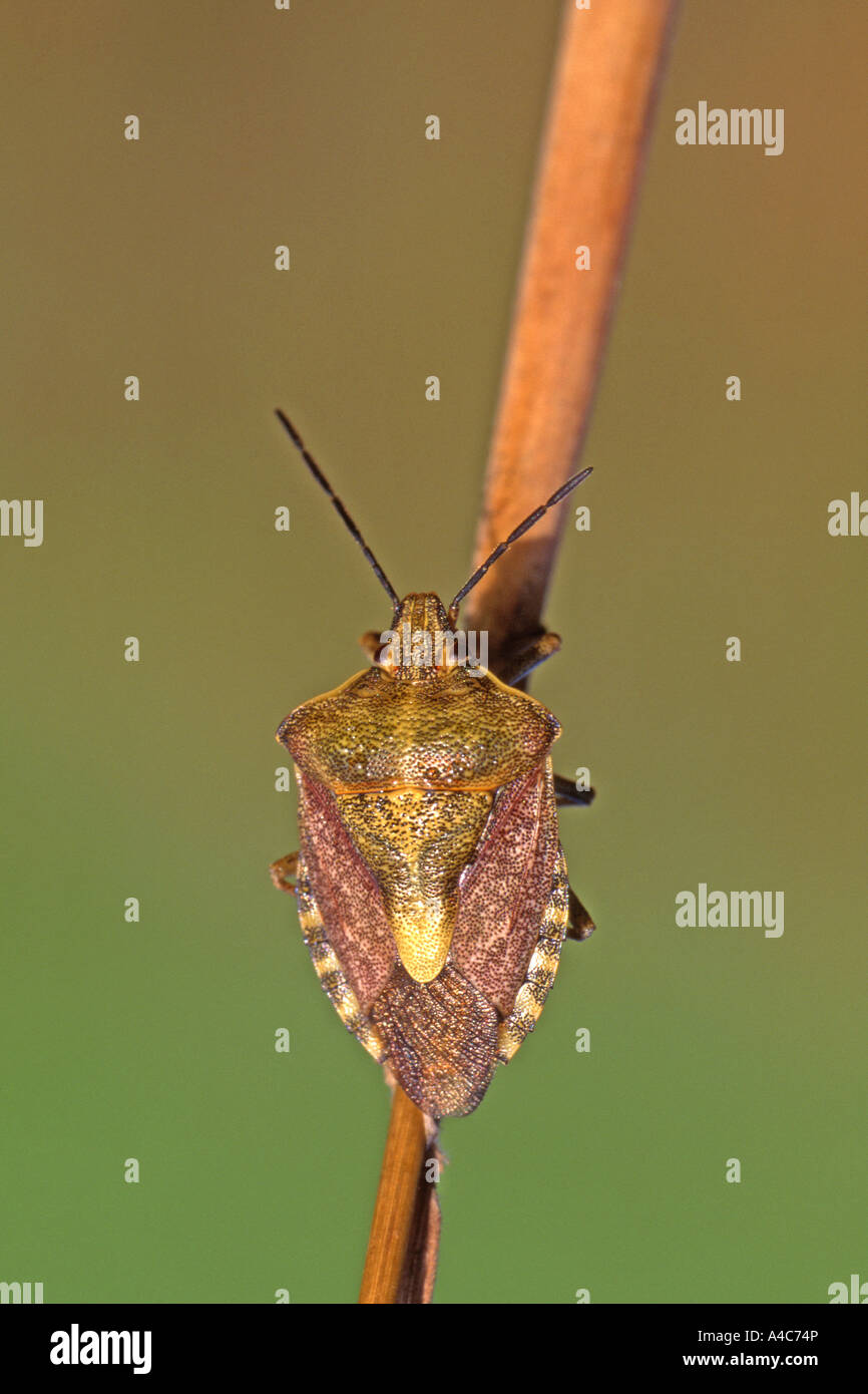 Bug (Carpocoris fuscispinus) Foto Stock