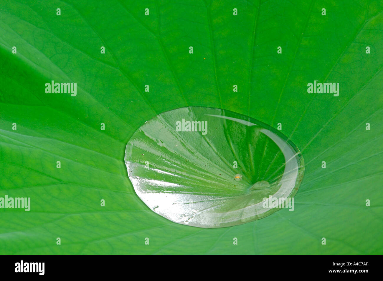 Acqua goccia sulla foglia di indiano sacro Lotus (Nelumbo nucifera) Foto Stock