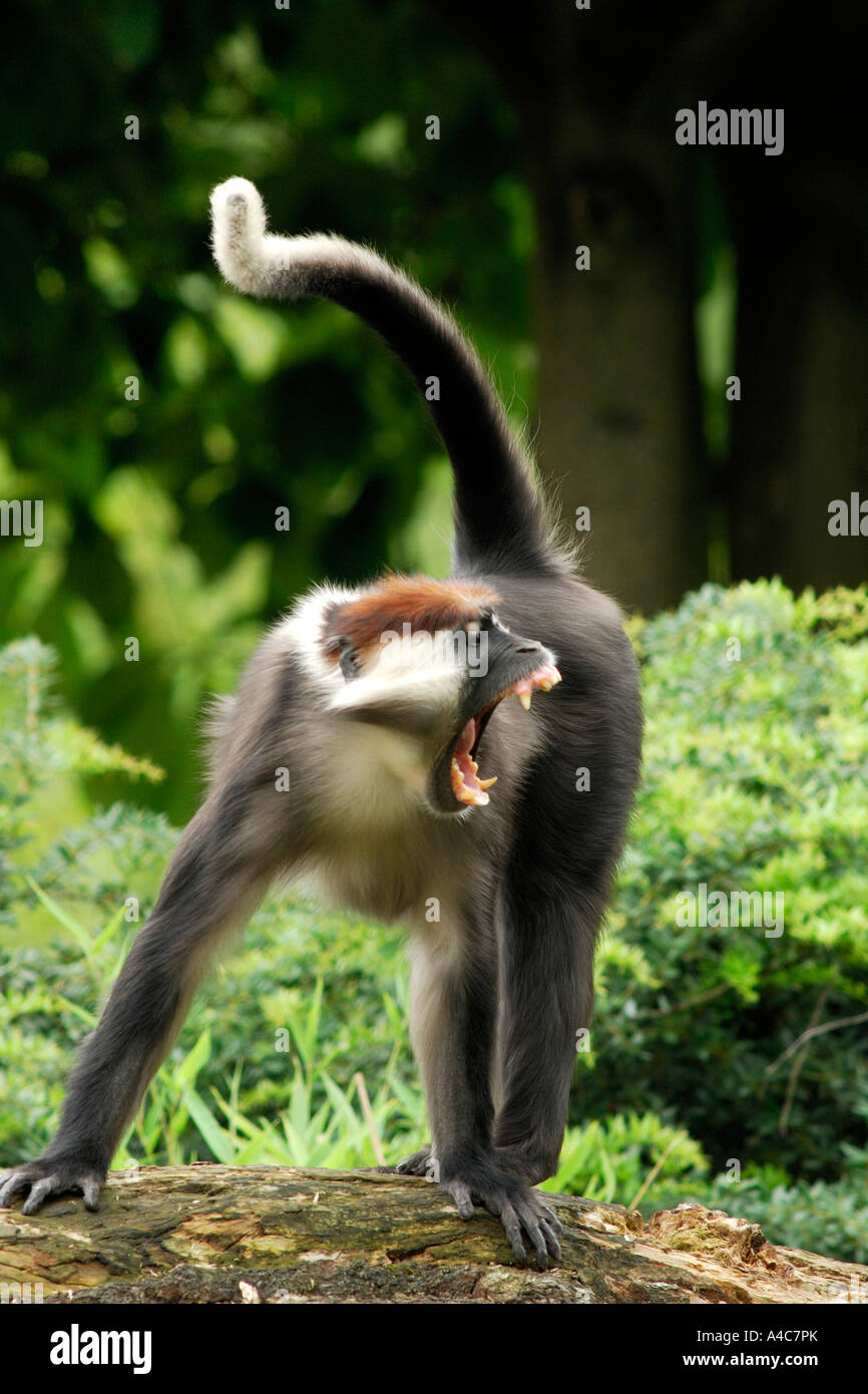 Red capped Mangabey, rosso coronato Mangabey, Bianco a collare (Mangabey Cercocebus torquatus), aggressivo Foto Stock