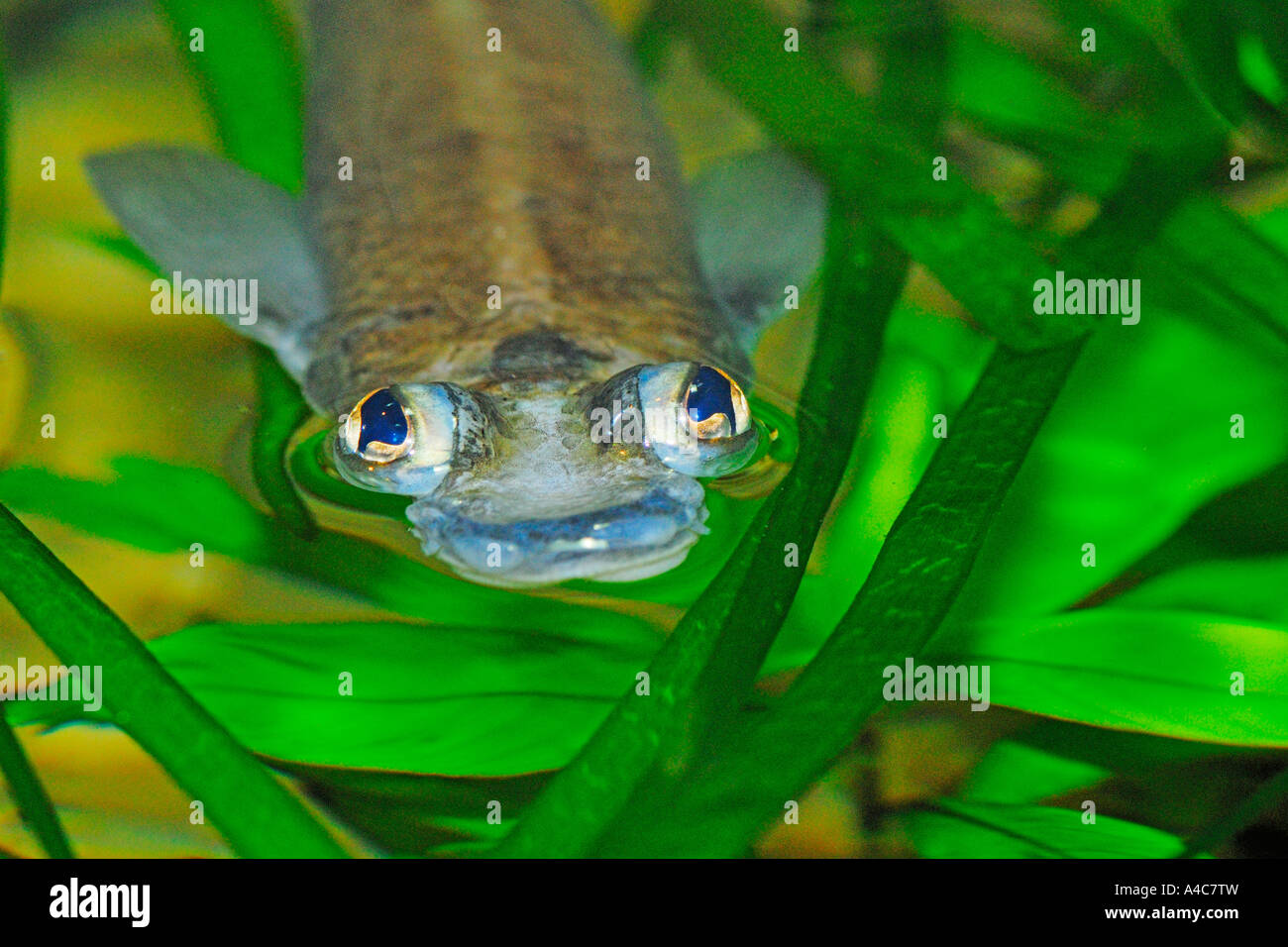Grandi Foureye (Anableps anableps), Brasil Foto Stock