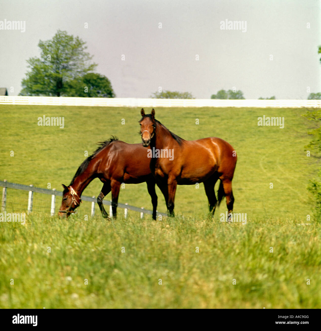 I cavalli purosangue sono sollevate in blue grass Regione del Kentucky intorno alla comunità di Lexington Foto Stock
