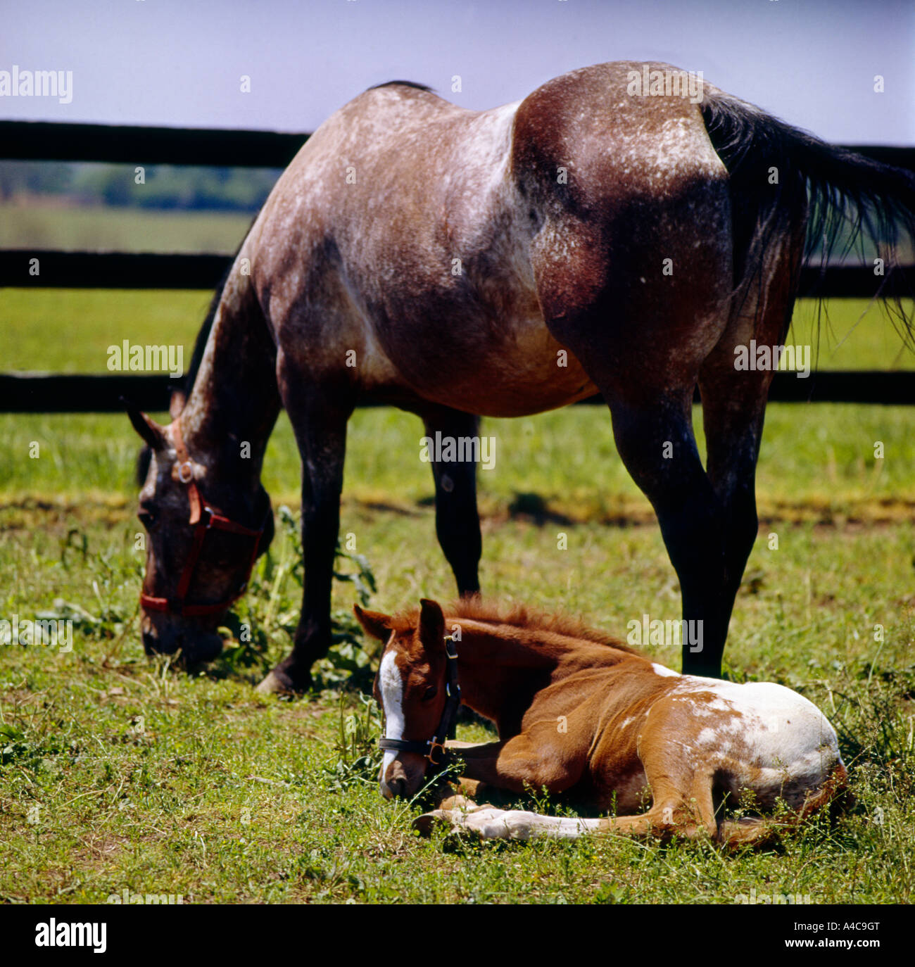 Corse di purosangue i cavalli sono allevati in blue grass Regione del Kentucky Foto Stock