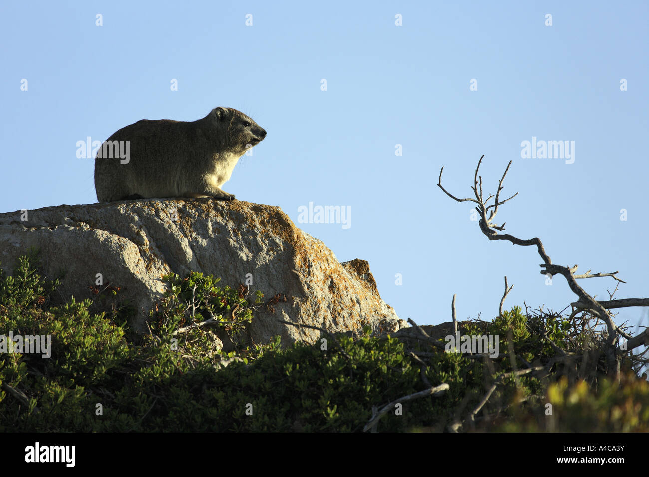 Rock dassie in Sud Africa Foto Stock