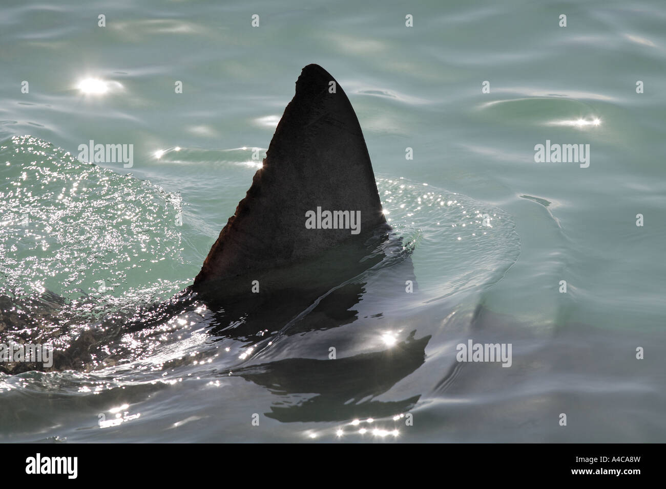 Il grande squalo bianco pinna dorsale superficie di rottura del Sud Africa  Foto stock - Alamy