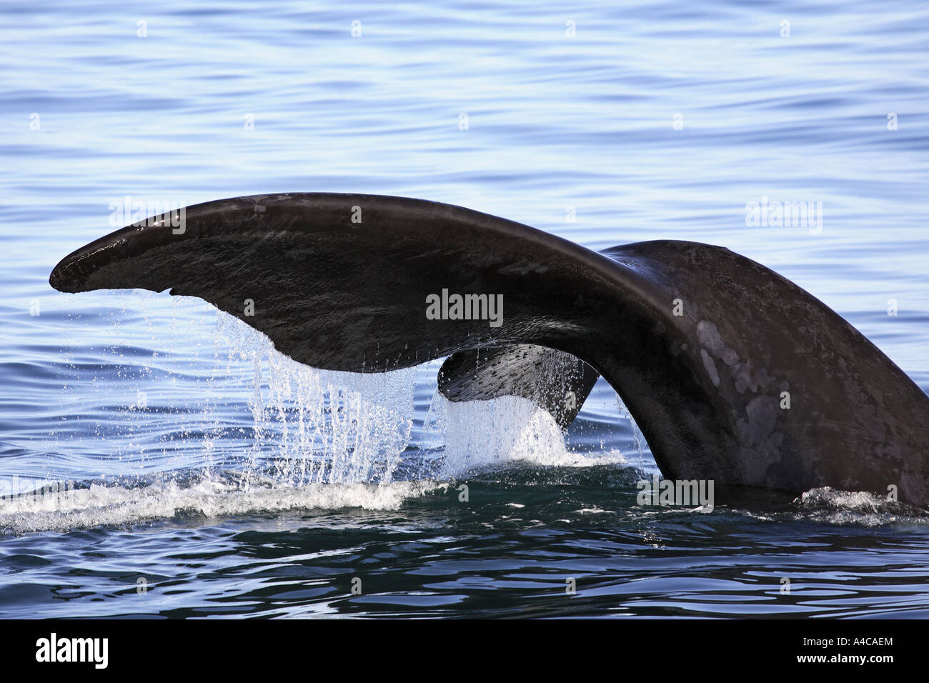 La coda di una balena franca australe Sud Africa Foto Stock