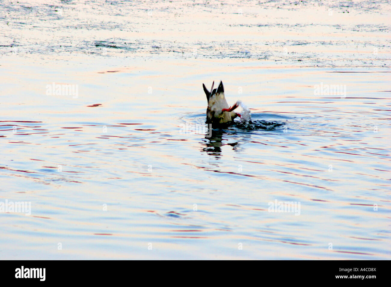 Gli uccelli acquatici, National Elk Refuge, wyoming Foto Stock