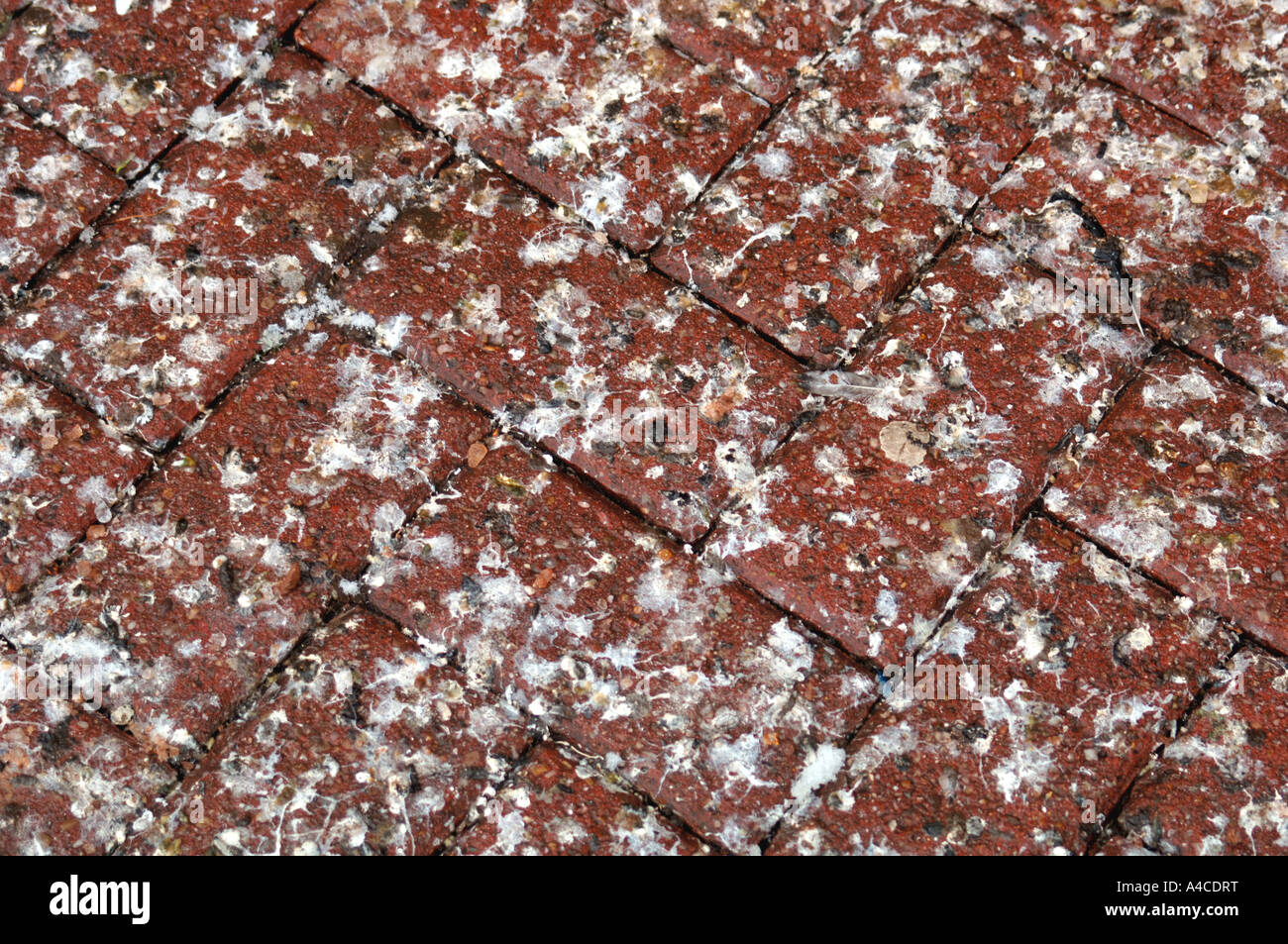 Feral Pigeon Pollina, coprendo una Spinata mattone di cui percorso. Foto Stock