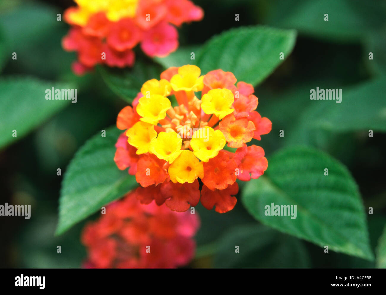 Fiore multicolore Taiwan Mai Lin Foto Stock