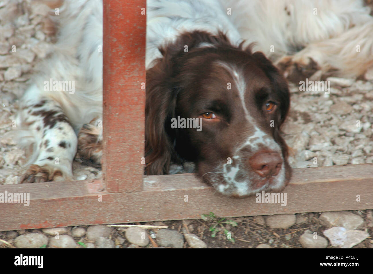 Stanco di cane Springer Spaniel. Foto Stock
