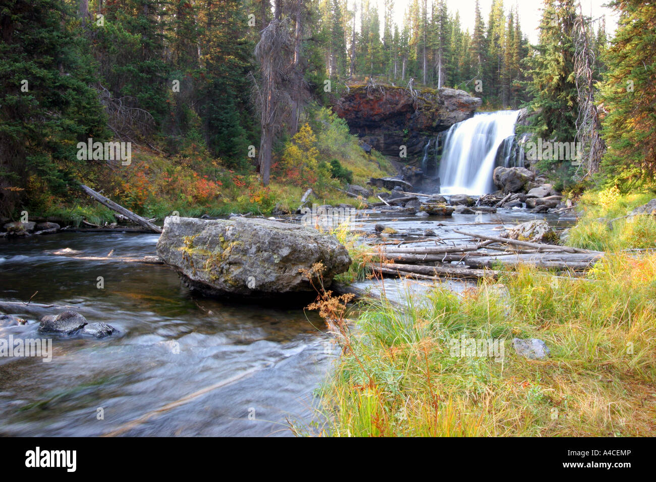 Moose cade, il parco nazionale di Yellowstone Foto Stock