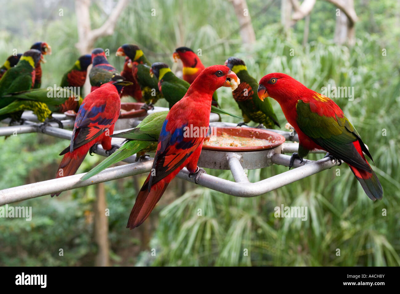 Lory Loft Jurong Bird Park Singapore Foto Stock