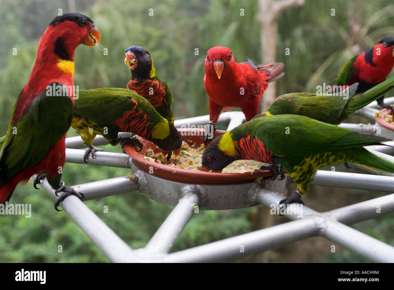 Lory Loft Jurong Bird Park Singapore Foto Stock