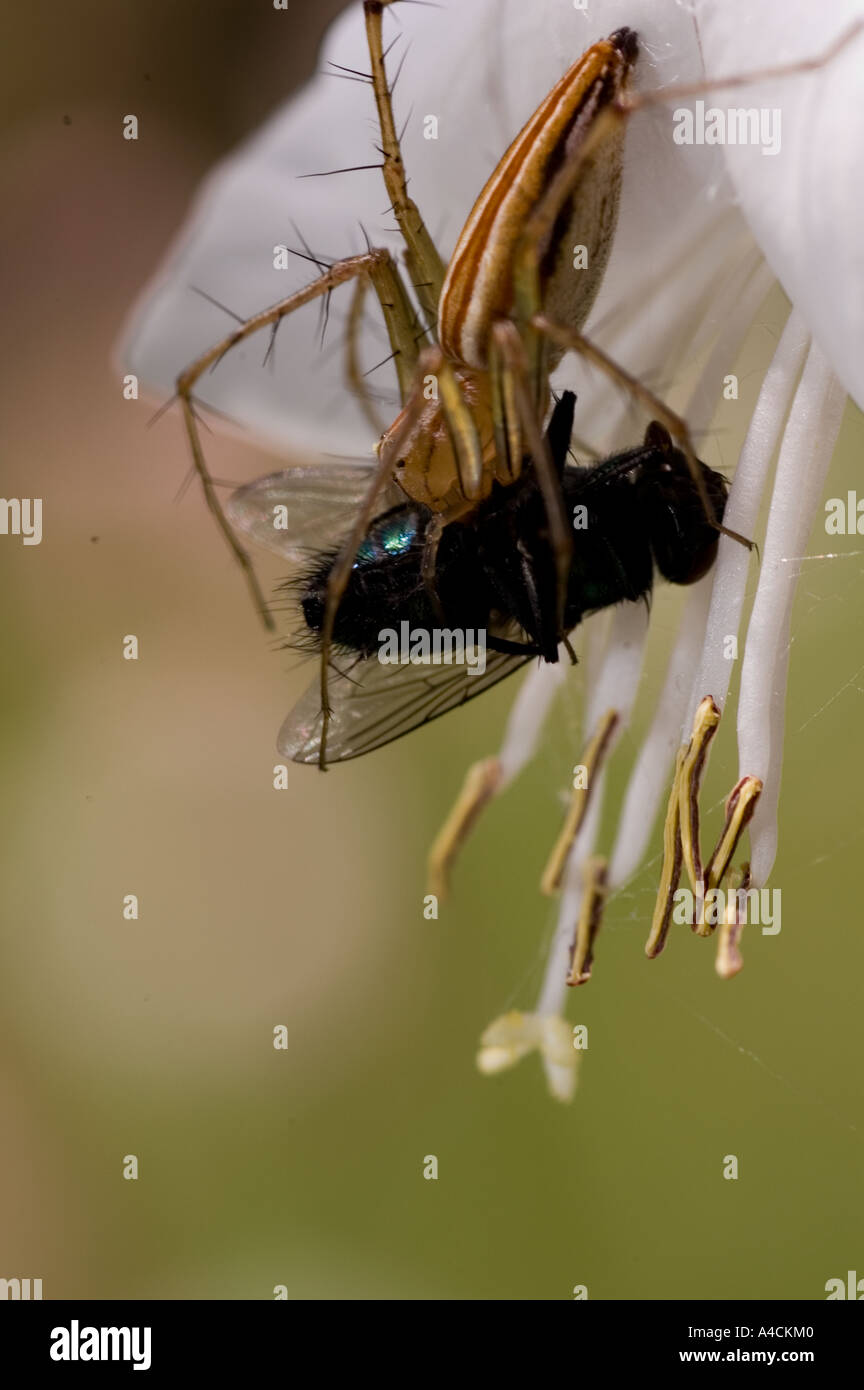 Ragno sul fiore Foto Stock