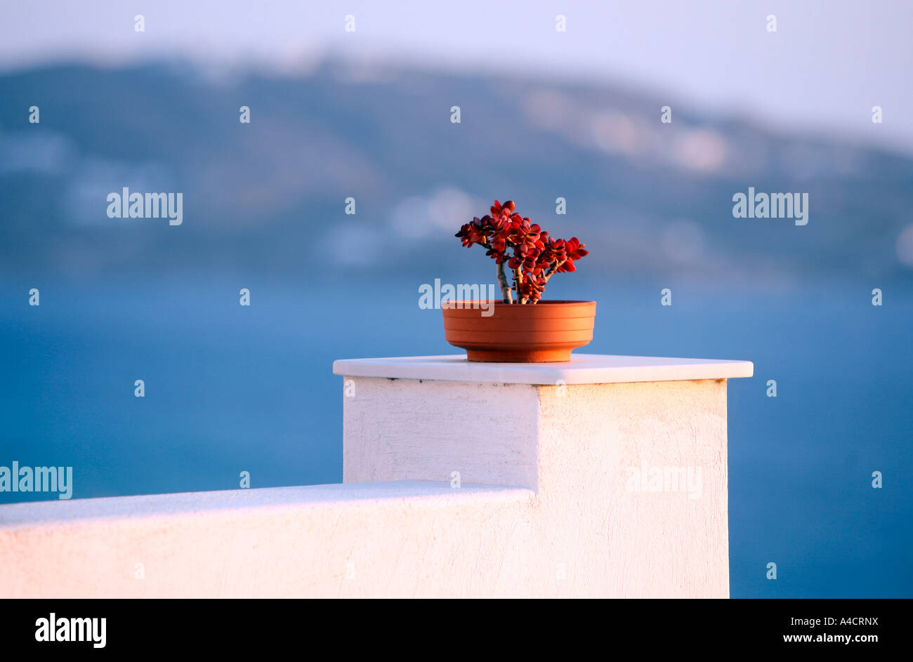 Vaso di fiori sulla parete Foto Stock