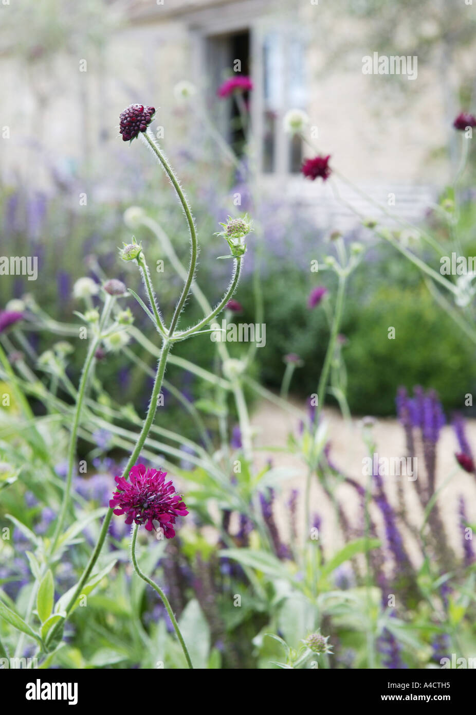 Spring Garden paesaggio nel montante verticale di formato compreso luminose blu porpora boulbous fiori Foto Stock