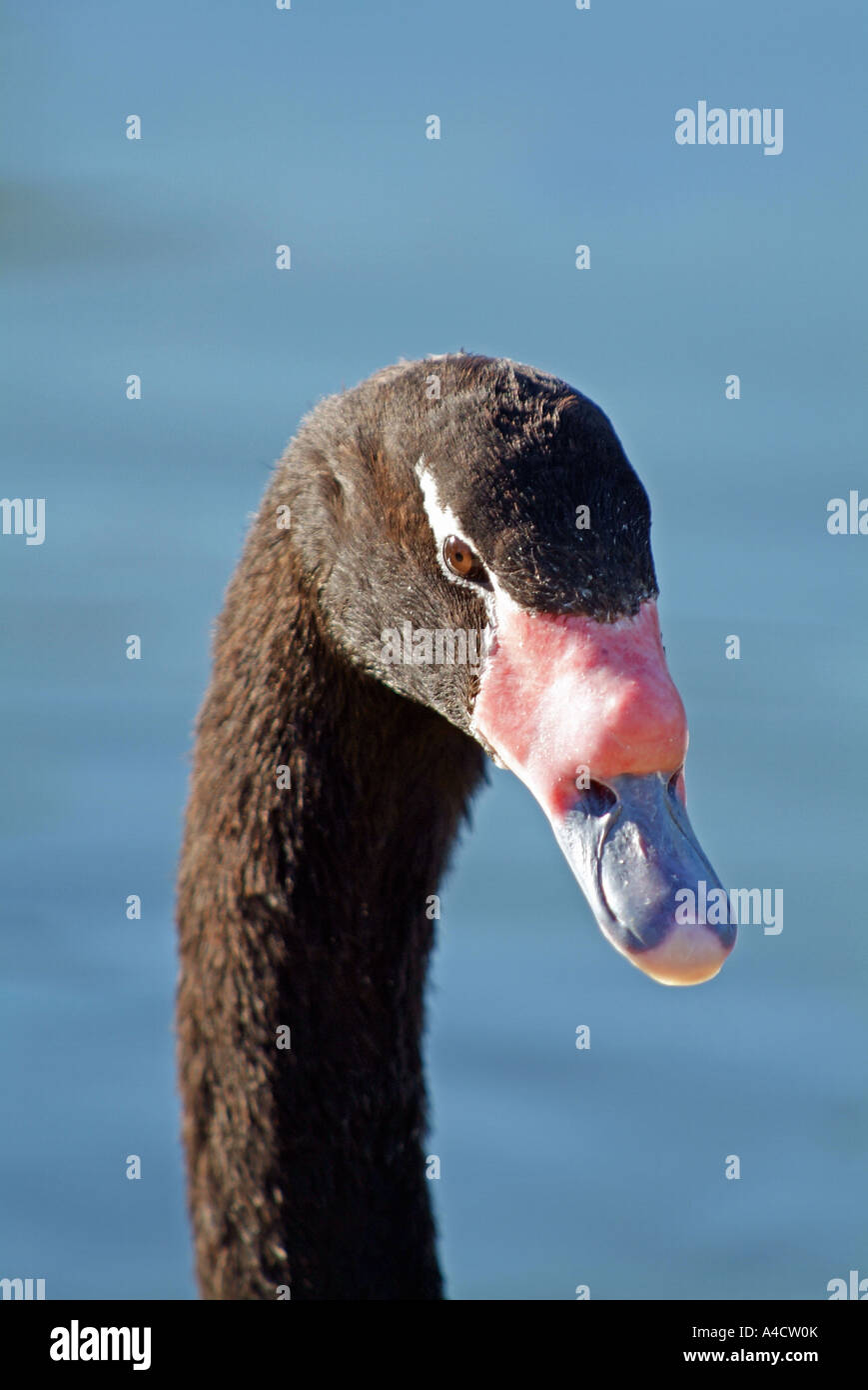 Nero a collo di cigno Foto Stock