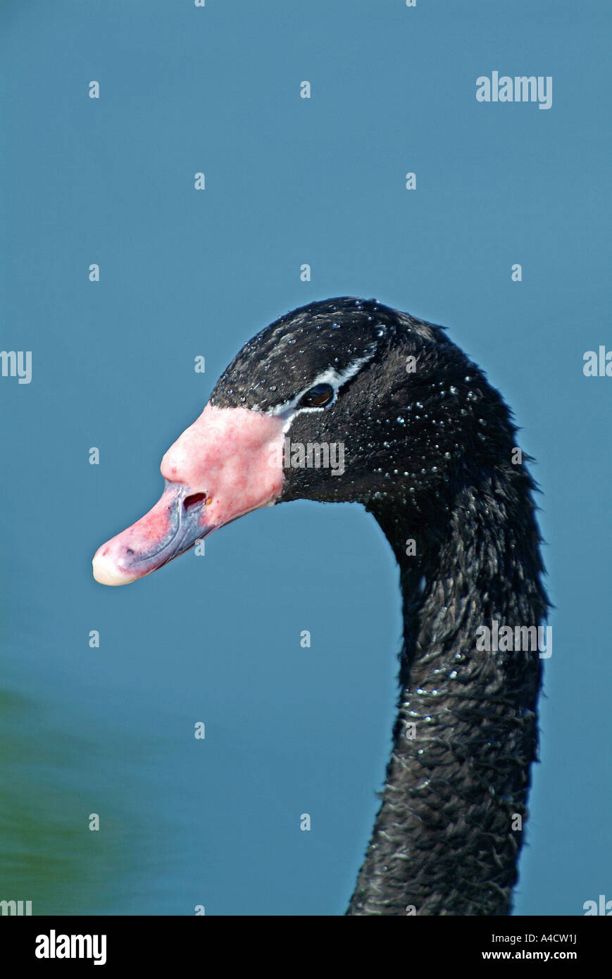 Nero a collo di cigno Foto Stock