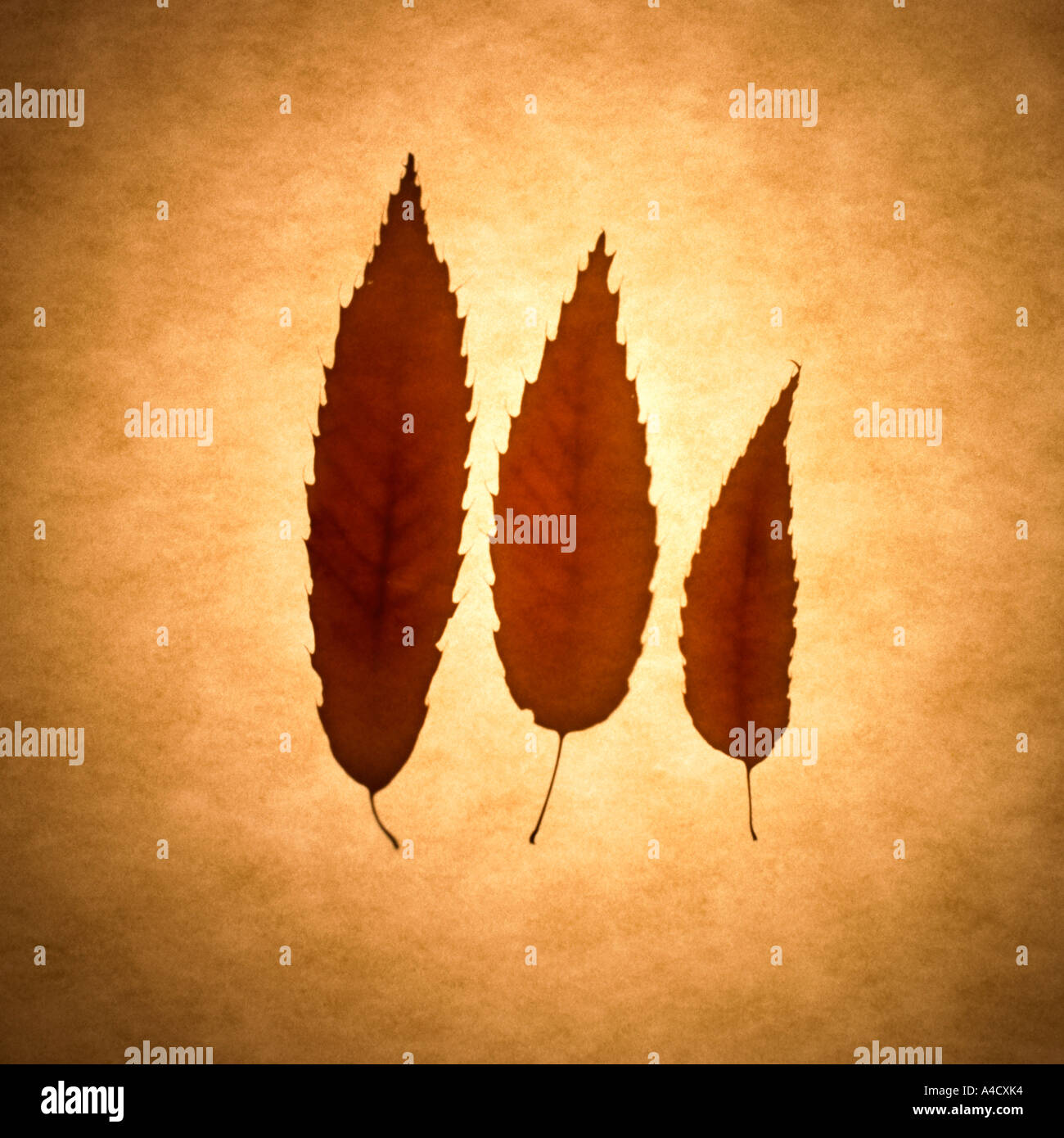 Tre foglie Silhouette. Foto Stock