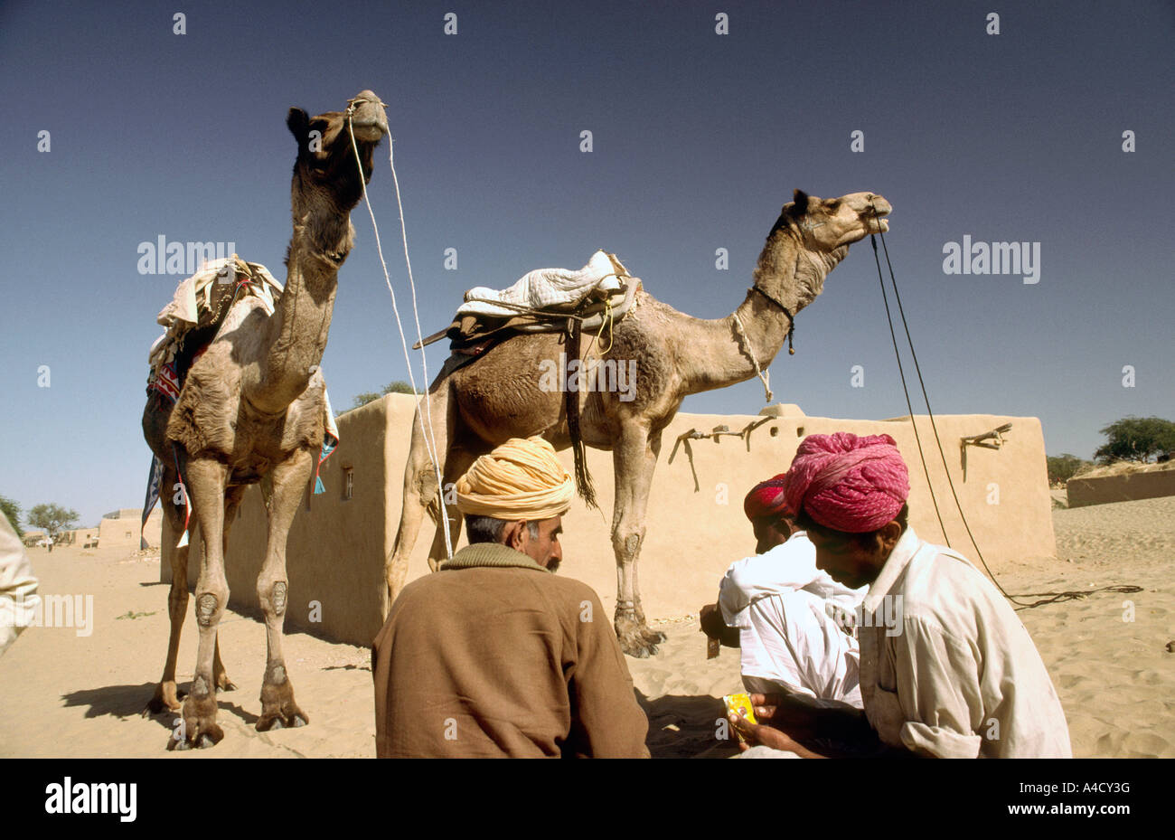 India Rajasthan deserto di Thar Khuri villaggio persone camel piloti e i loro cammelli Foto Stock