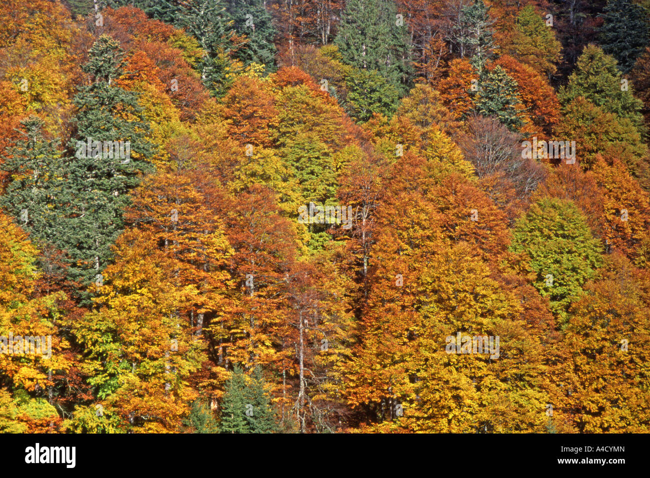 Bosco di latifoglie in autunno. Grande Ahornboden in montagna Karwendel parte di un tirolese paesaggio bavarese area di conservazione Foto Stock