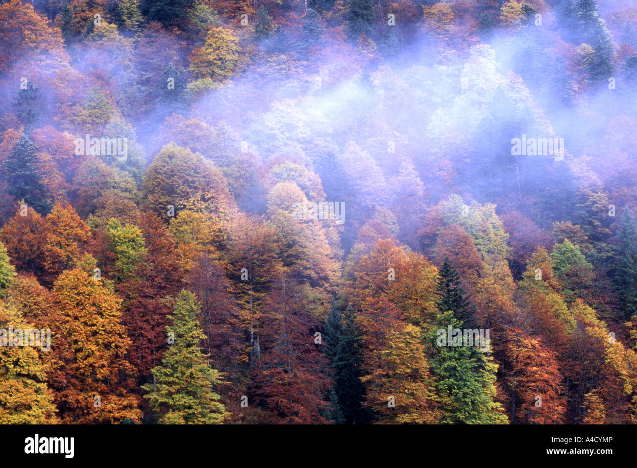Bosco di latifoglie in autunno. Grande Ahornboden in montagna Karwendel parte di un tirolese paesaggio bavarese area di conservazione Foto Stock