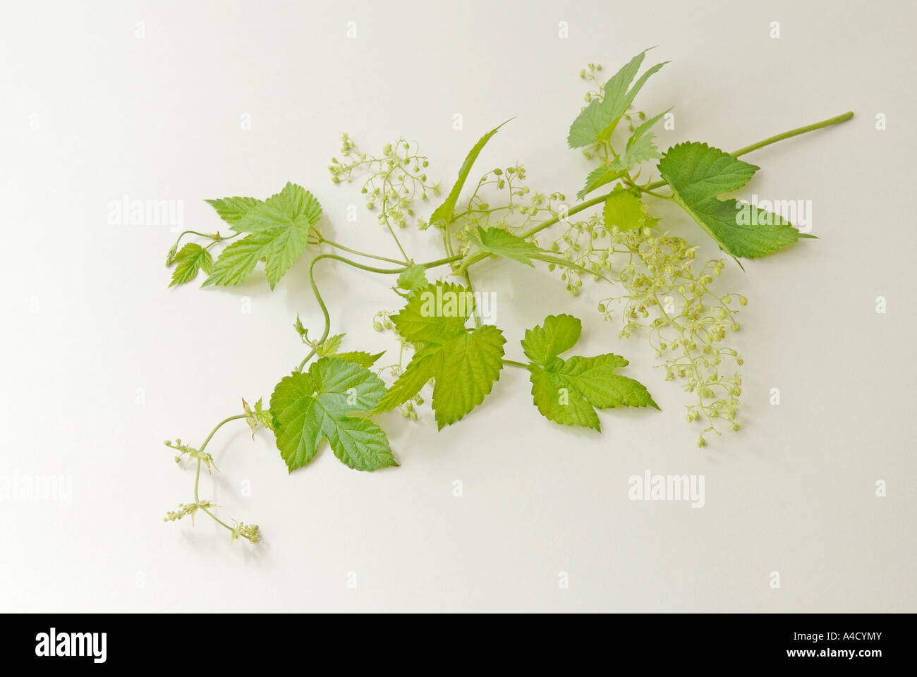 Luppolo (Humulus lupulus), pianta maschio, fioritura della vigna, studio immagine. Foto Stock