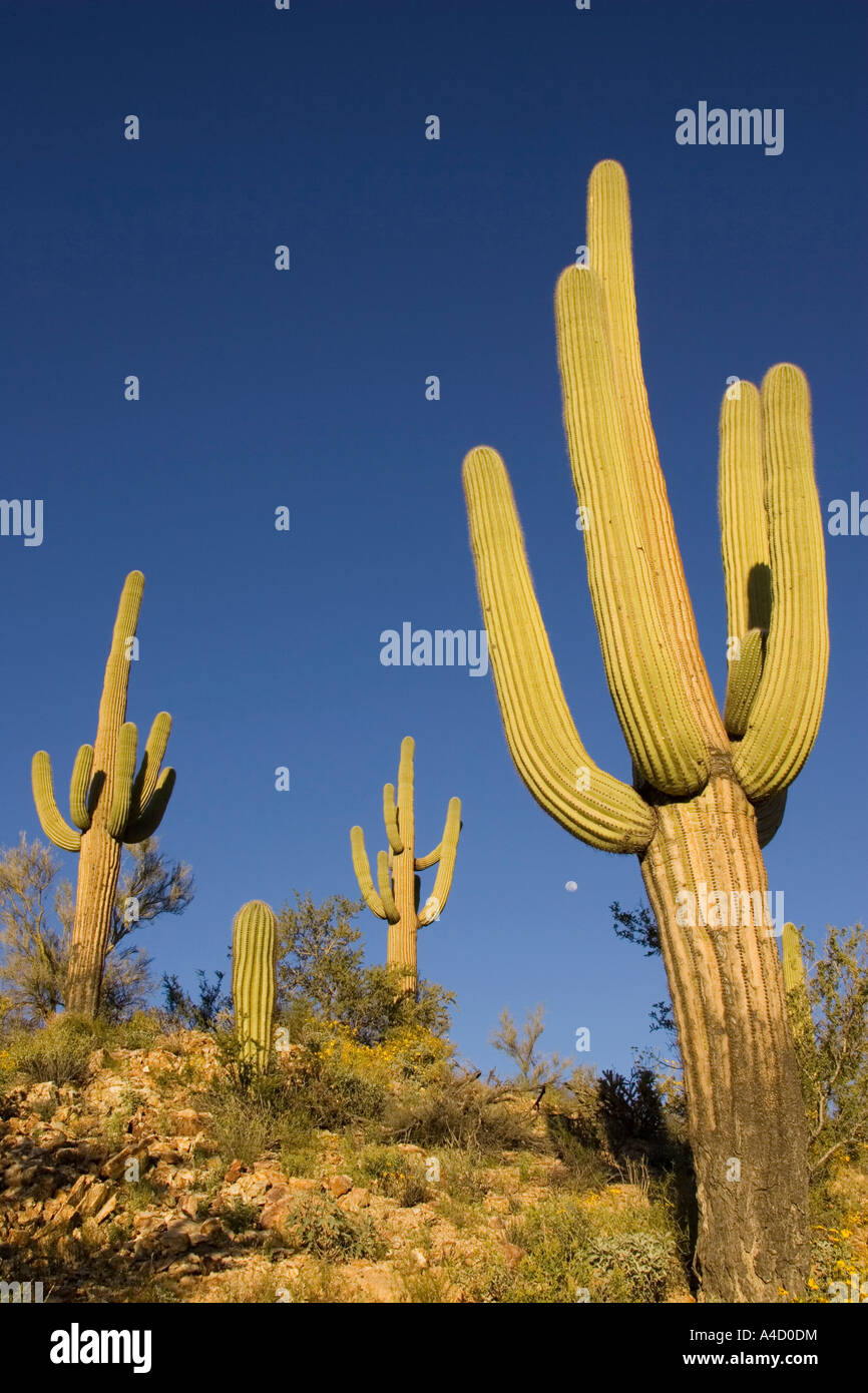 Saguaro giganti (Carnegiea gigantea) contro il cielo blu Foto Stock