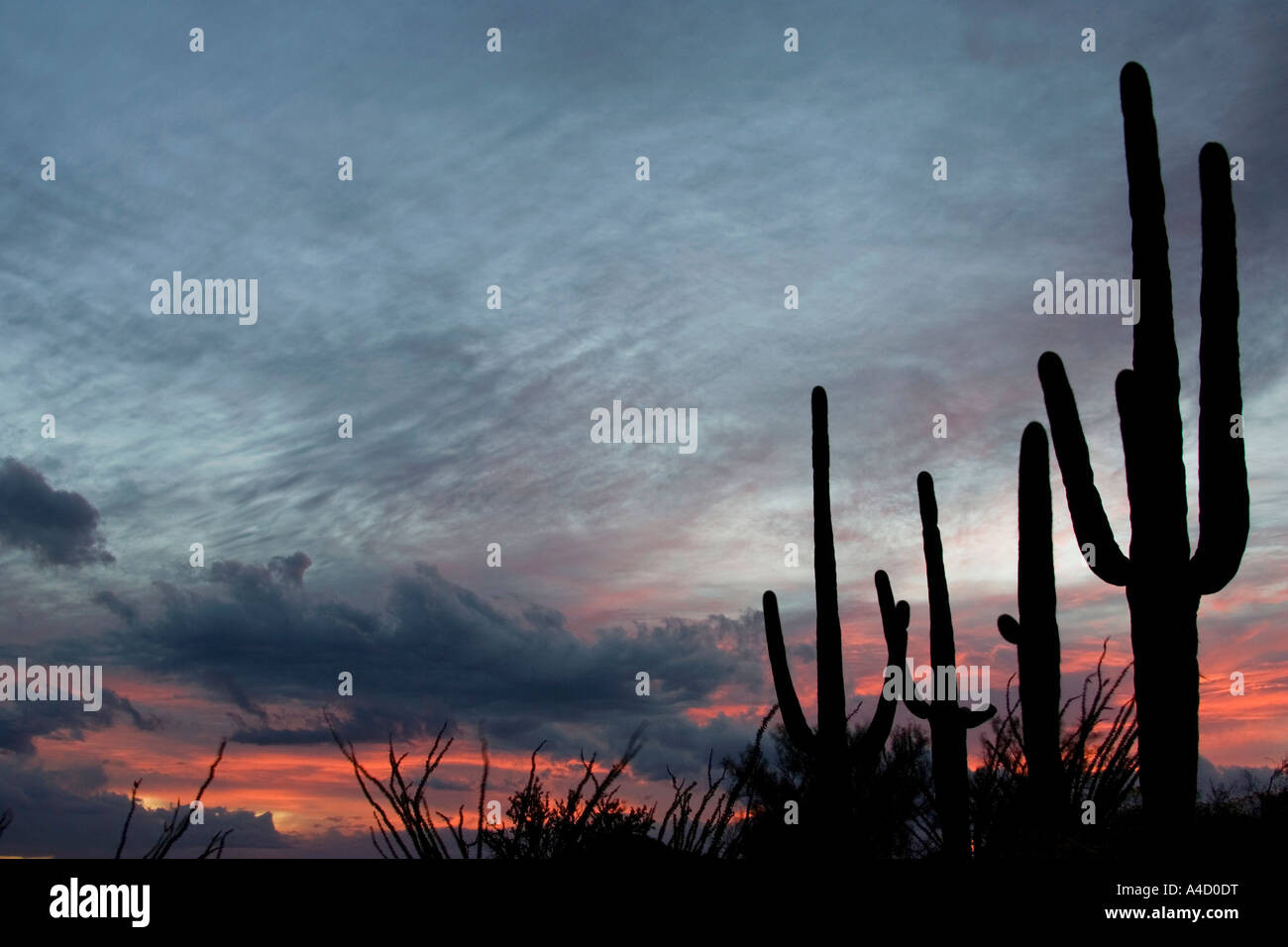 Saguaro giganti (Carnegiea gigantea), di gruppo al tramonto. Foto Stock