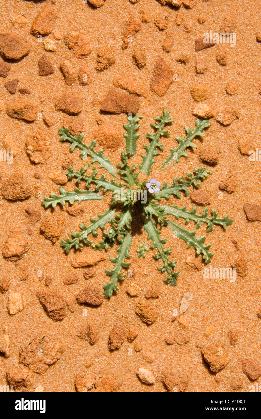 Piccolo deserto piante crescono sulla soffice roccia arenaria. Paria Canyon, scogliere di Vermilion deserto Foto Stock