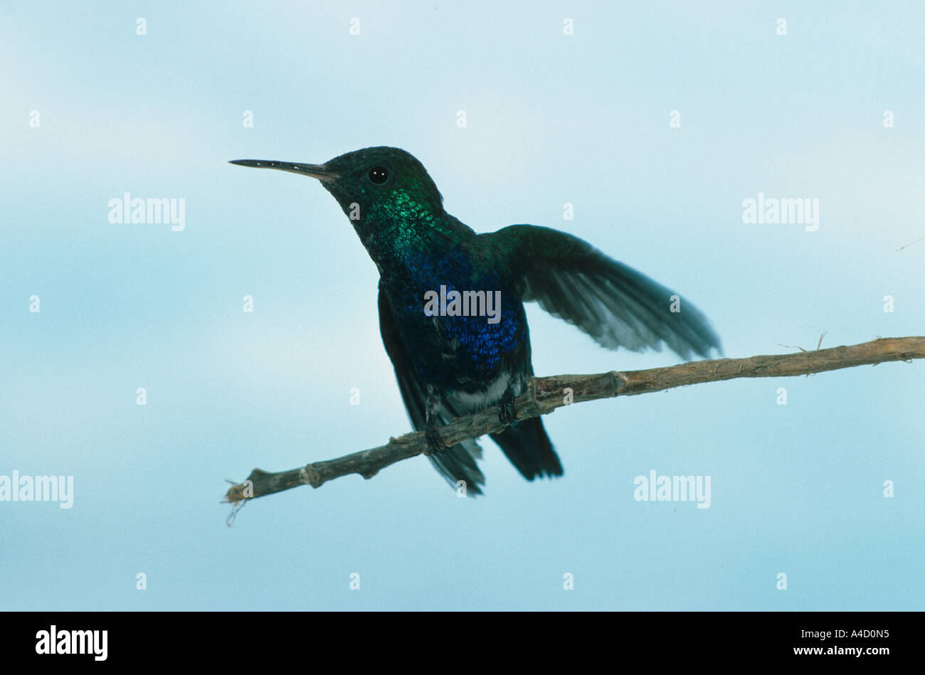 Violetta panciuto Hummingbird Damophila julie Julie's Hummingbird captive Foto Stock