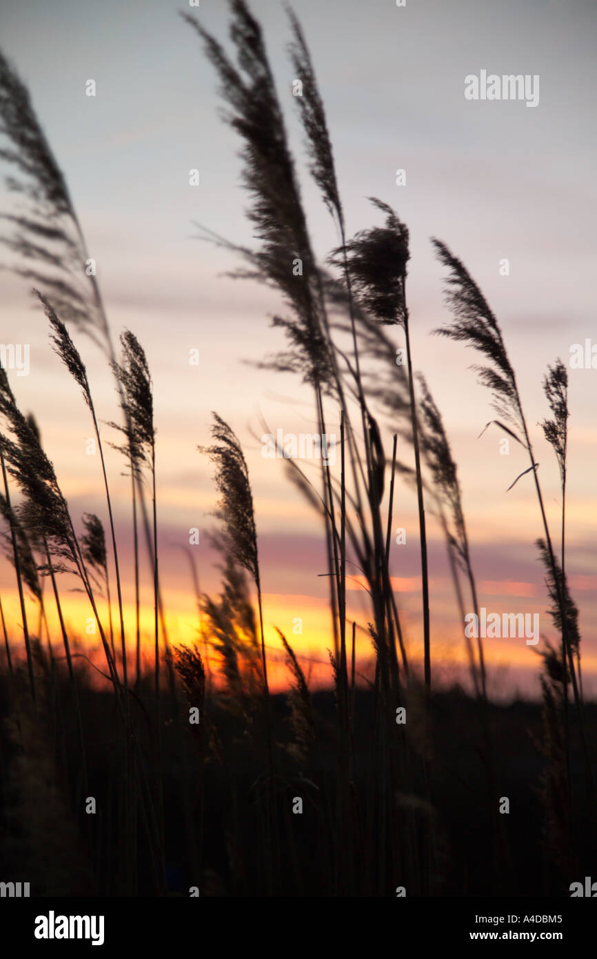 Phragmite su Marsh al tramonto. Foto Stock