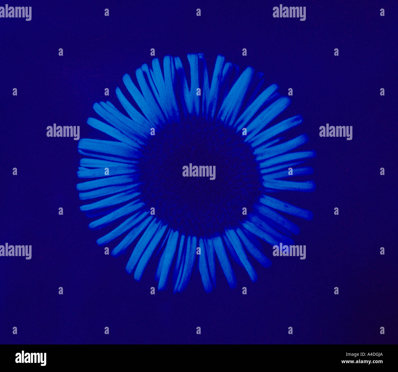 Fleabane in luce ultra violetta Foto Stock