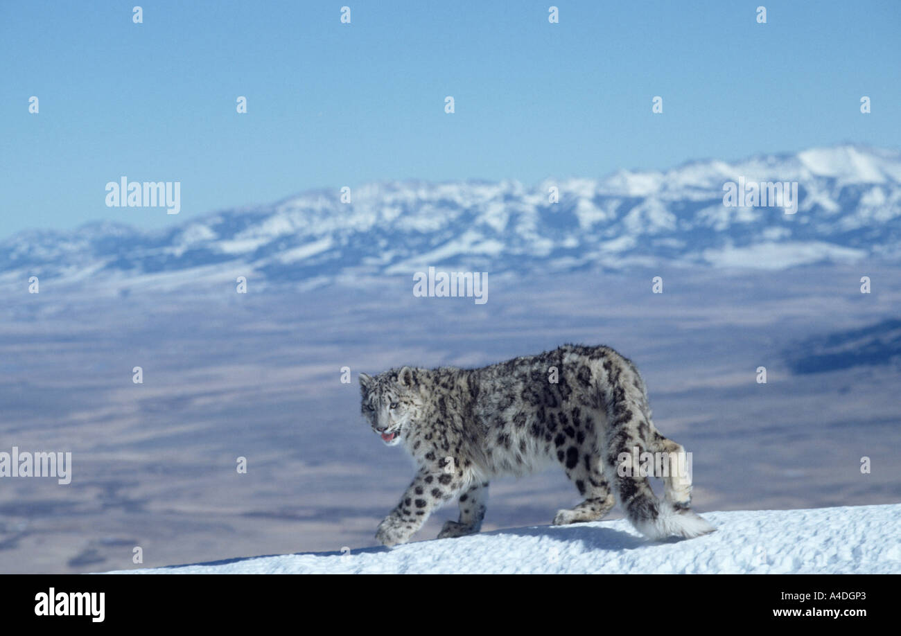 Snow Leopard, Panthera uncia, su neve ridge, Montana. Provengono da C.Asia montagna - NW la Cina in Tibet. Foto Stock