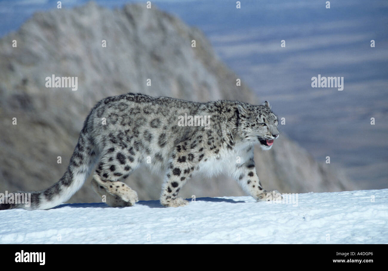 Snow Leopard, Panthera uncia, passeggiate sulla neve-coperta ridge, Montana. Provengono da C.Asia montagna - NW la Cina in Tibet. Foto Stock