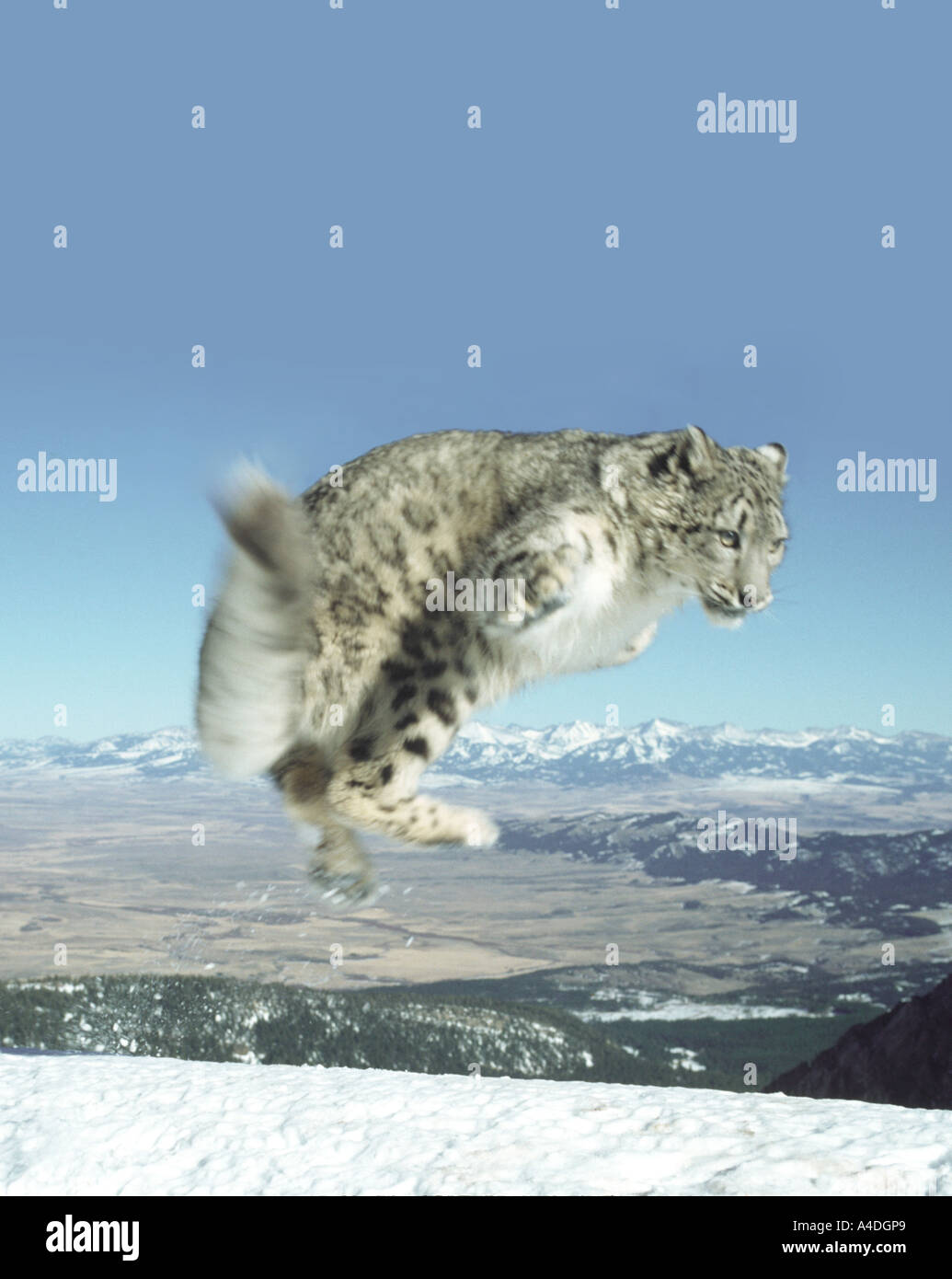 Snow Leopard, Panthera uncia, saltando da coperta di neve ridge, Montana. Proviene da C.Asia montagna - NW la Cina in Tibet. Foto Stock