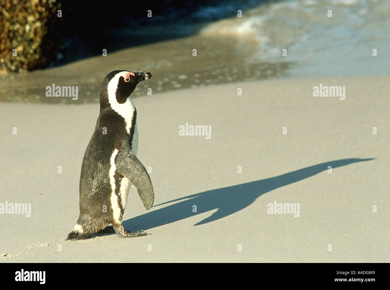 Jackass, nero-footed o africano penguin, Spheniscus demersus, in tarda giornata. Boulders Beach, il Capo, Sud Africa Foto Stock