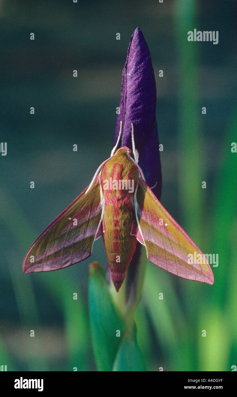 Elephant hawk moth, Deilephila elpenor, poggiante su iris bud. Foto Stock