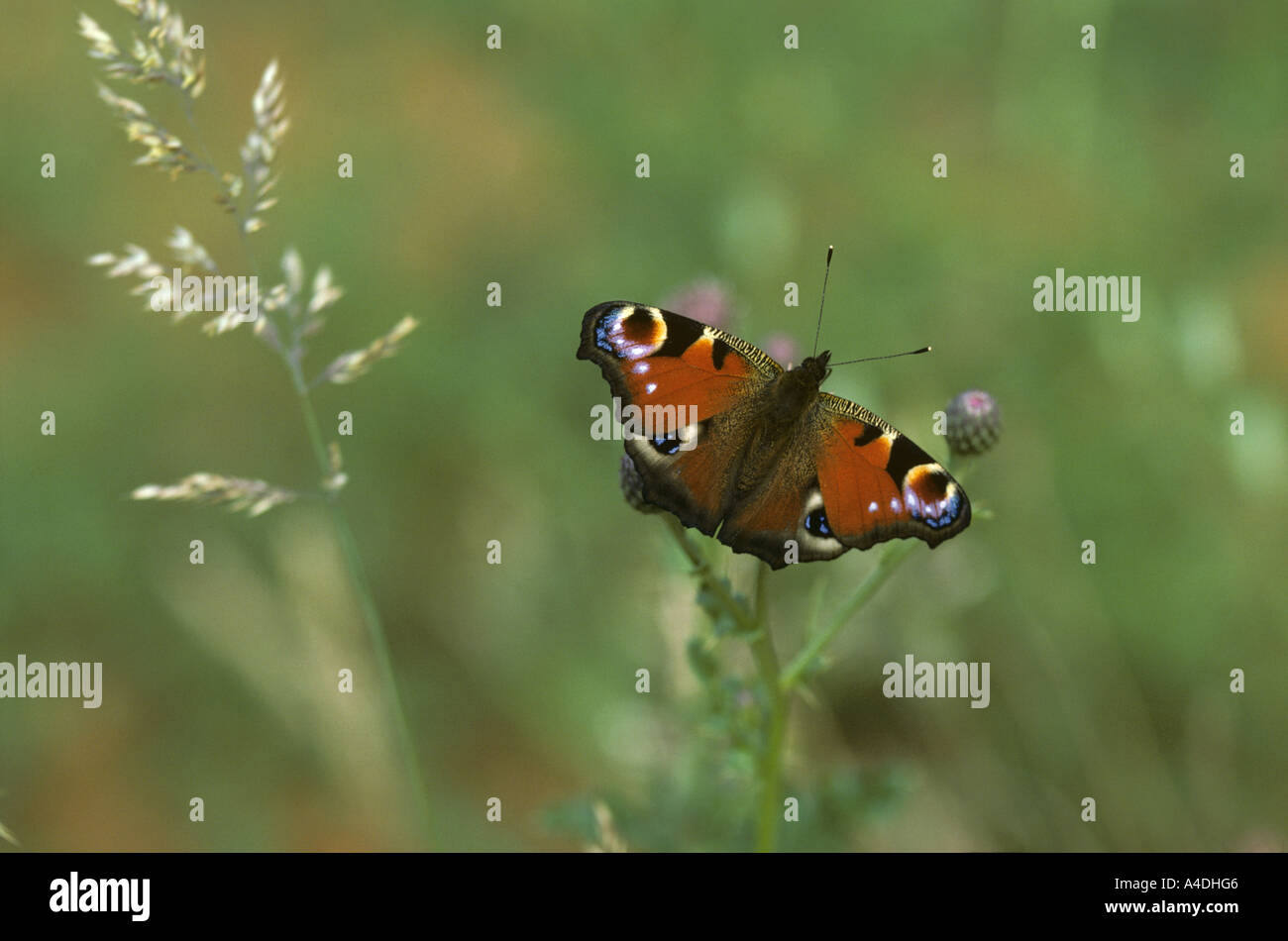 Farfalla Pavone, Inachis io, su thistle Foto Stock