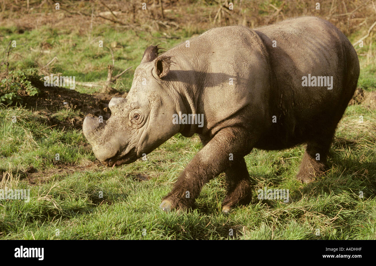 Sumatra o lanosi rhino, Dicerorhinus sumatrensis è criticamente minacciata di estinzione. Nota le gambe pelose. Foto Stock