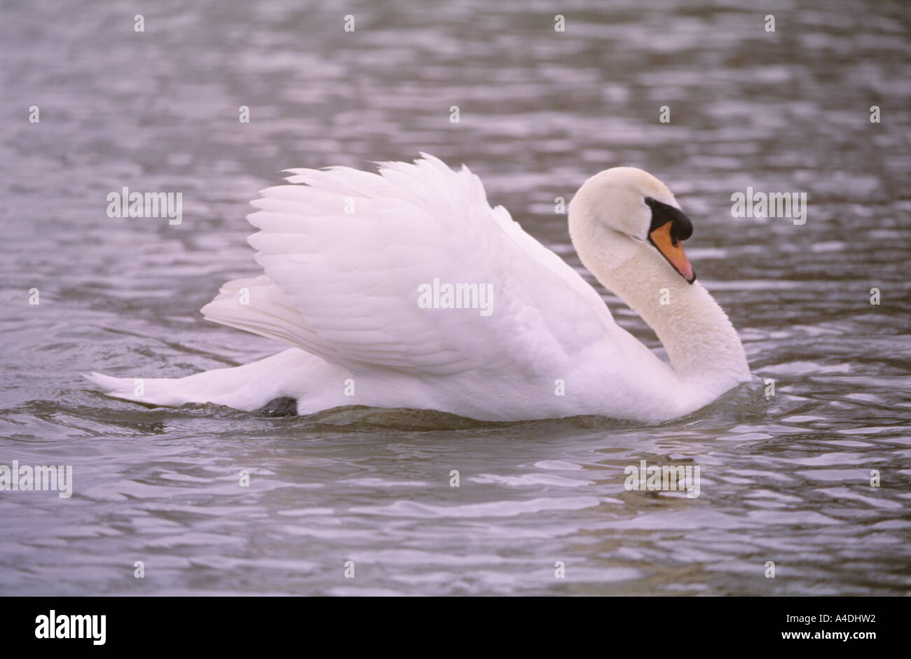 Cigno, Cygnus olor, ali sollevate vele di un galeone. Foto Stock